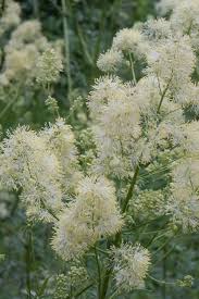 Attēlu rezultāti vaicājumam “Thalictrum lucidum leaf”