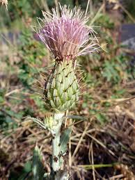 Attēlu rezultāti vaicājumam “Cirsium acaule leaf”