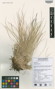 Attēlu rezultāti vaicājumam “Nardus stricta fruit”