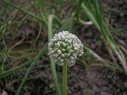 Attēlu rezultāti vaicājumam “Allium cepa flower”