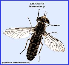 Attēlu rezultāti vaicājumam “Tabanidae”