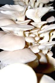 Attēlu rezultāti vaicājumam “Pleurotus ostreatus”