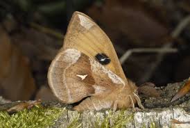 Attēlu rezultāti vaicājumam “Aglia tau”