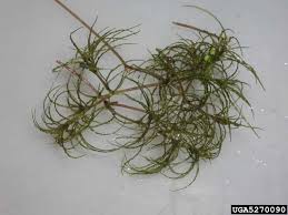 Attēlu rezultāti vaicājumam “Najas minor leaf”