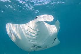 Image result for Mobula birostris