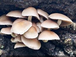 Attēlu rezultāti vaicājumam “Lamproderma elasticum”