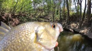 Image result for Prospect Angling Club