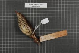 Image result for Seiurus noveboracensis