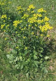 Attēlu rezultāti vaicājumam “Barbarea vulgaris subsp. arcuata flower”