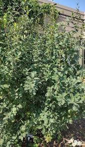 Attēlu rezultāti vaicājumam “Calamagrostis canescens fruit”