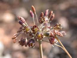 Attēlu rezultāti vaicājumam “Allium oleraceum bud”