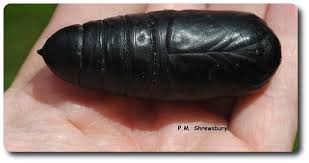 Attēlu rezultāti vaicājumam “Scardia boletella pupa”