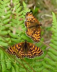 Attēlu rezultāti vaicājumam “Mellicta athalia underside”