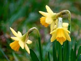 Attēlu rezultāti vaicājumam “Narcissus”