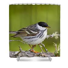 Image result for Dendroica striata