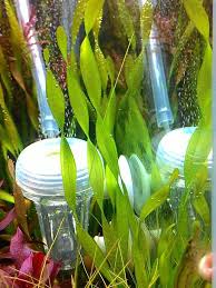 「扭蘭」的圖片搜尋結果