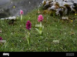 Attēlu rezultāti vaicājumam “Dactylorhiza russowii flower”