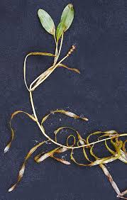 Attēlu rezultāti vaicājumam “Potamogeton rutilus”