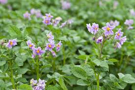 Attēlu rezultāti vaicājumam “Solanum tuberosum flower”