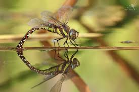 Attēlu rezultāti vaicājumam “Aeshna mixta female”