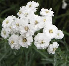 Image result for Achillea Ptarmica