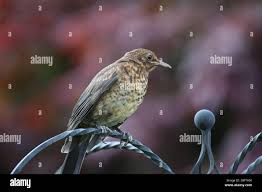 Attēlu rezultāti vaicājumam “Turdus merula juvenile”