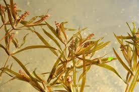 Attēlu rezultāti vaicājumam “Potamogeton compressus”