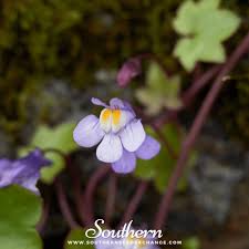 Attēlu rezultāti vaicājumam “Cymbalaria muralis flower”