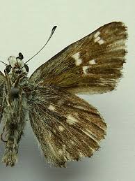 Attēlu rezultāti vaicājumam “Carcharodus floccifera”