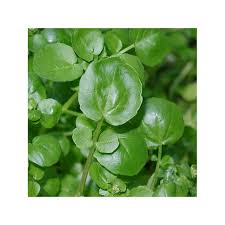 Image result for Brunnenkresse