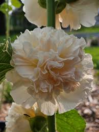 Image result for Alcea rugosa