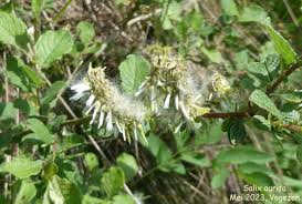 Attēlu rezultāti vaicājumam “Salix aurita”