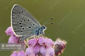 Attēlu rezultāti vaicājumam “Maculinea alcon”