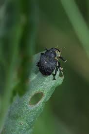 Attēlu rezultāti vaicājumam “Mononychus punctumalbum”