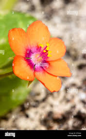 Attēlu rezultāti vaicājumam “Anagallis arvensis flower”