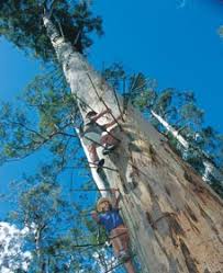 Dave Evans Bicentennial Tree - Pemberton, Western Australia ( - 9003397l.1