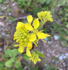 Attēlu rezultāti vaicājumam “Sinapis arvensis”