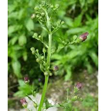 Attēlu rezultāti vaicājumam “Scrophularia umbrosa”