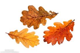 Attēlu rezultāti vaicājumam “Quercus robur leaf”