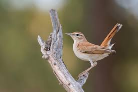 Image result for Cercotrichas galactotes