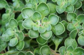 Image result for Aichryson