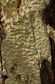 Attēlu rezultāti vaicājumam “Antrodia xantha”