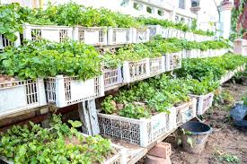 Image result for Brunnenkresse