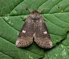 Attēlu rezultāti vaicājumam “Tethea or”