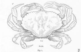 Image result for Cancer irroratus