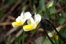 Attēlu rezultāti vaicājumam “Viola arvensis”