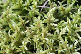 Attēlu rezultāti vaicājumam “Pleurozium schreberi sporophyte”