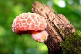 Attēlu rezultāti vaicājumam “Rhodotus palmatus”