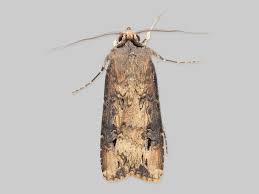 Attēlu rezultāti vaicājumam “Agrotis ripae”