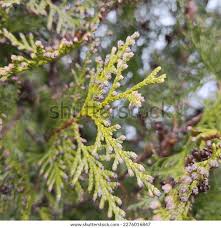 Attēlu rezultāti vaicājumam “Thuja occidentalis flower”